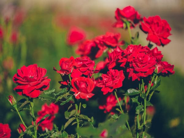 Mơ thấy hoa màu đỏ điềm báo lành hay dữ?