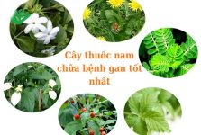 Cây thuốc nam chữa bệnh gan tốt nhất