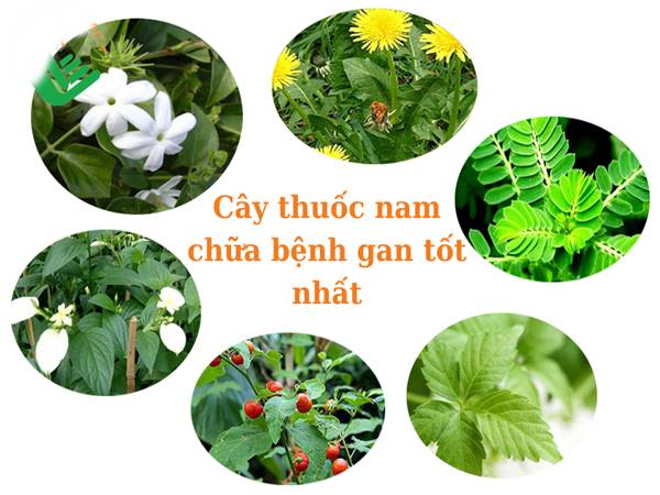 Cây thuốc nam chữa bệnh gan tốt nhất