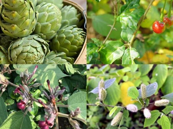 Nhiều cây thuốc nam chữa bệnh gan