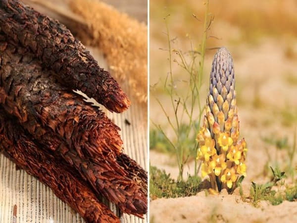 Thảo dược tăng cường sinh lý Nam - Nhục thung dung