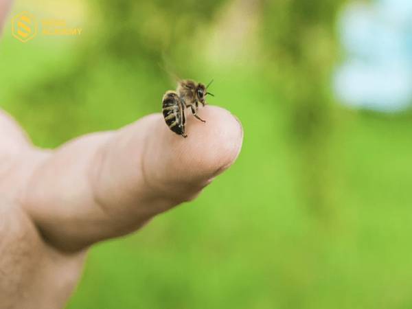 ý nghĩa khi ong vàng đậu vào người