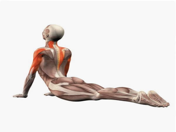 Bài Tập Yoga Tư Thế Rắn Hổ Mang (Bhujangasana)